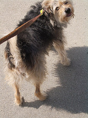 dog walking business