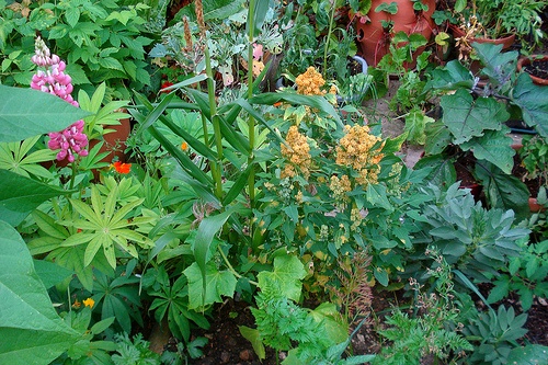 urban homesteading