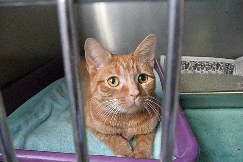 humane society